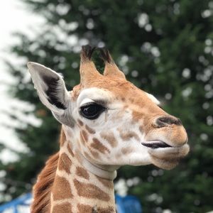 Meet your Posher, Bailey